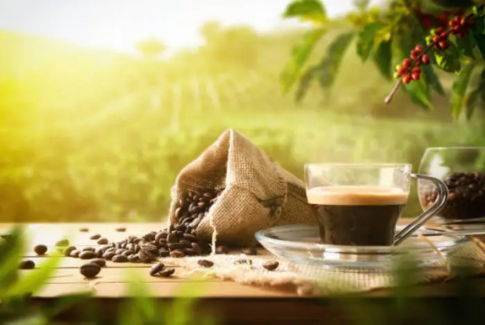 How to Identify Authentic Organic Coffee: A Comprehensive Guide